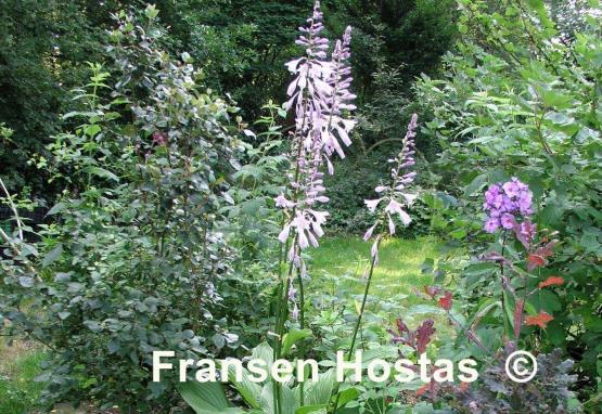 Hosta Heideturm